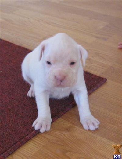 Boxer Puppies for Sale